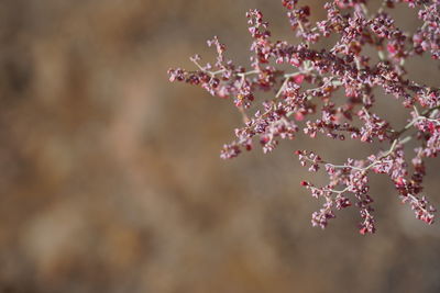 Close-up of pink cherry blossom