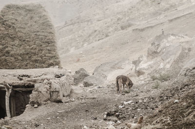 View of a horse on rock