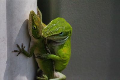 Close-up of frog on wall