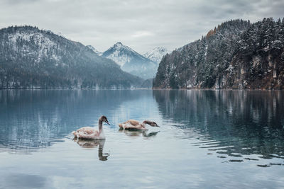 Swans swimming in lake