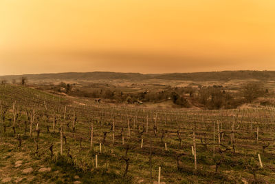 Scenic view of field against sky during sunset