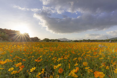 Yellow flowers growing on field against sky