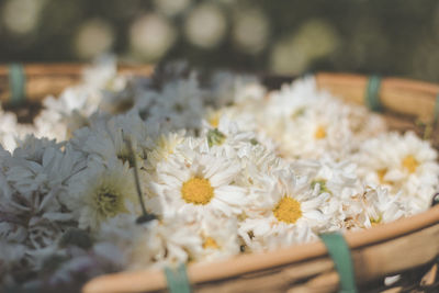 Close-up of white daisy flowers on wood