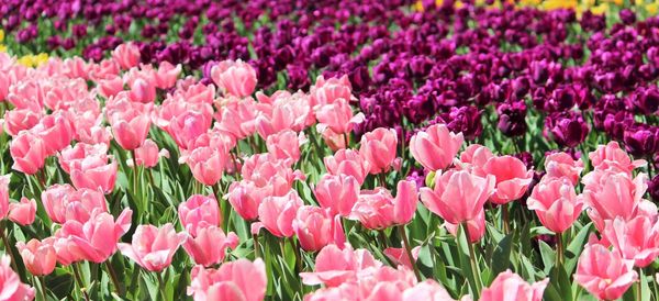 Close-up of pink flowers blooming in field