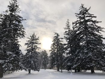 Trees on snow covered landscape