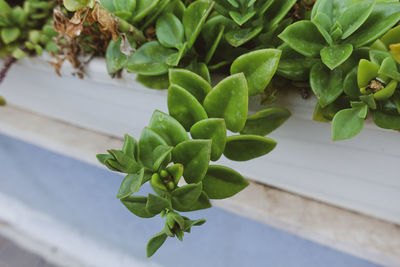 High angle view of succulent plant leaves