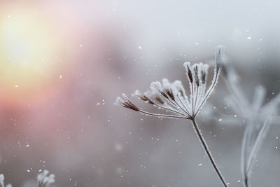 Close-up of wet plant during winter