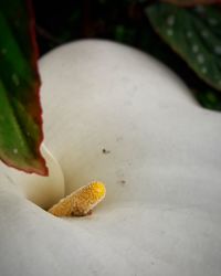 Close-up of leaf on plant