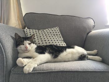 Portrait of cat sitting on sofa at home