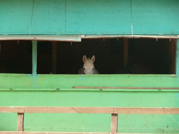 Horse in stable at farm