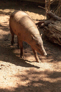 Pig standing at farm