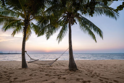 Palm tree at beach