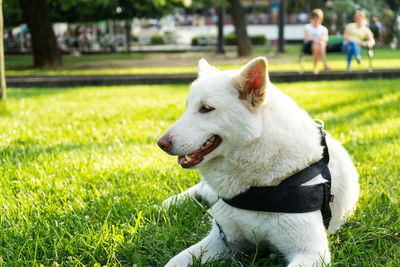Dog looking away in park