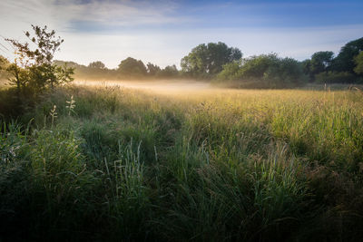 Scenic view of field against sky