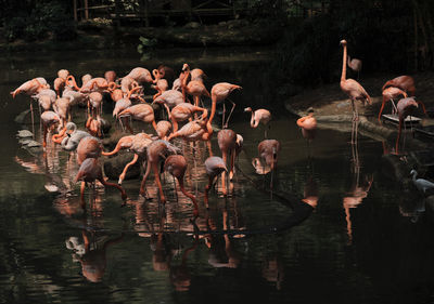 Reflection of birds in water