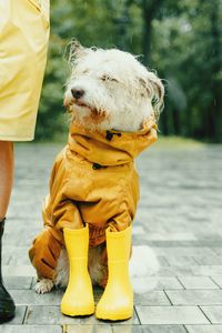 Low section of man with dog