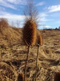 Close-up of thistle on field against sky