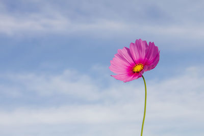Close-up of pink cosmos flower blooming against sky