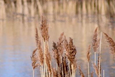 Plants growing on landscape