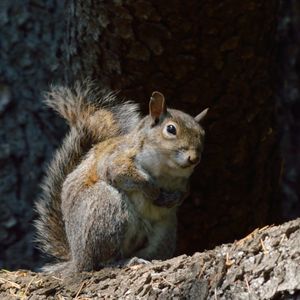 Close-up of squirrel on rock
