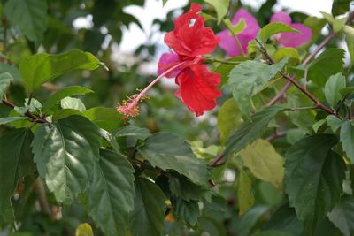 Close-up of red flowers