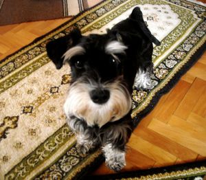 Portrait of dog