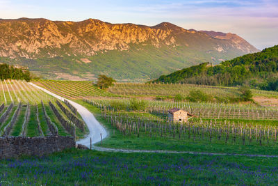 Scenic view of agricultural field against sky