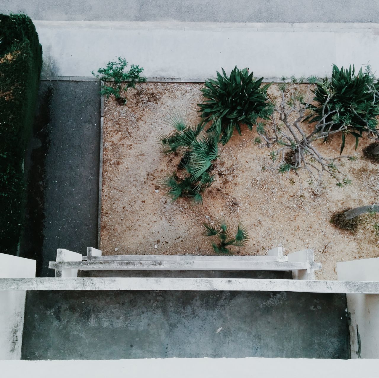 plant, growth, potted plant, green color, leaf, wall - building feature, wall, flower, growing, nature, built structure, day, building exterior, architecture, outdoors, no people, flower pot, front or back yard, house, sunlight