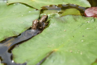 Close-up of turtle in water