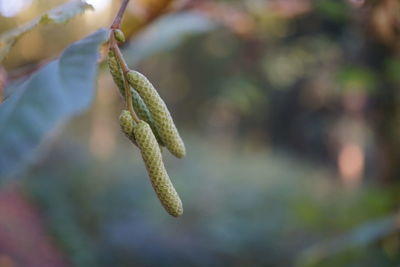 Close-up of leaf