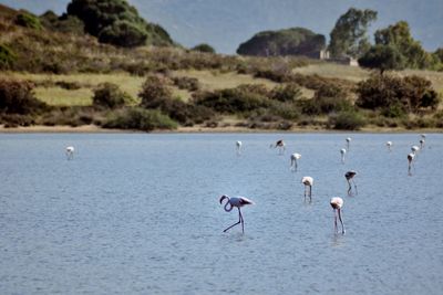 Birds in a lake