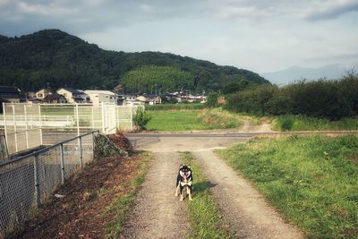 View of a horse on road