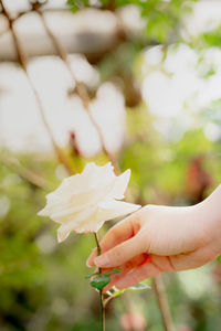 Close-up of hand holding white flowering plant outdoors