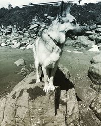 Dog standing on rock