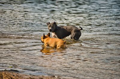 Dogs in a sea