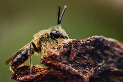 Close-up of bee on wood