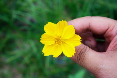 Close-up of hand holding yellow flower