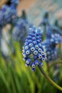 Close-up of flowers against blurred background