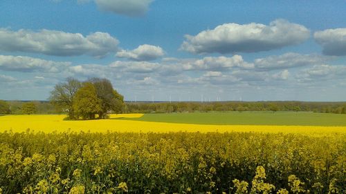 Scenic view of field against sky