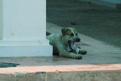 Dog lying on footpath