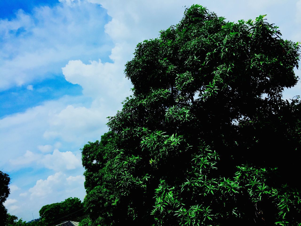 tree, low angle view, sky, growth, green color, nature, tranquility, beauty in nature, cloud - sky, lush foliage, tranquil scene, cloud, scenics, day, outdoors, no people, green, high section, cloudy, idyllic, blue, non urban scene, growing, non-urban scene