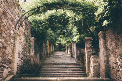 Footpath amidst trees and plants in forest