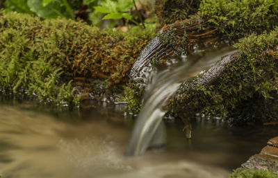 Close-up of waterfall in forest