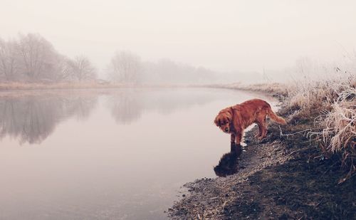Dog standing on lake against clear sky