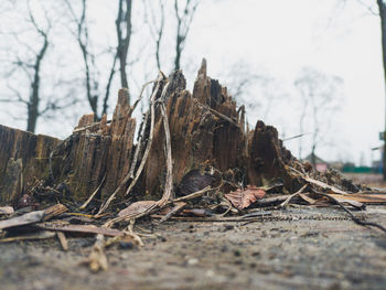 Close-up of driftwood in forest