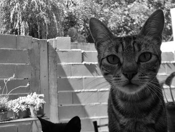 Close-up portrait of cat against white wall