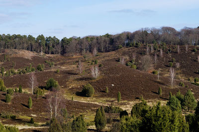 Trees on landscape against sky