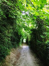 Footpath passing through forest