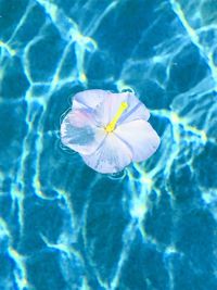 High angle view of flower in water