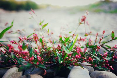 Close-up of pink flowers